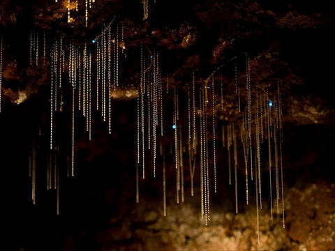 Tamborine Mountain Glow Worm Tours - Accommodation Bookings 0