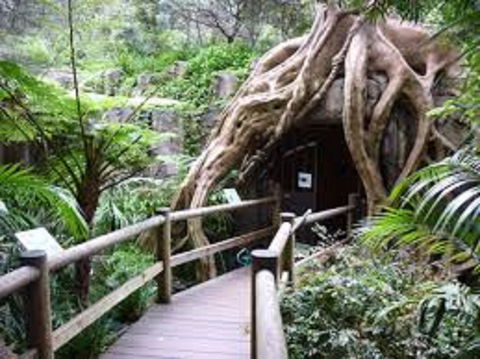 Tamborine Mountain Glow Worm Tours - Accommodation Bookings 2