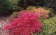 Tasmanian Arboretum Inc. - The - thumb 2