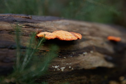 The Briars Park Walking Trails - Accommodation Bookings 1