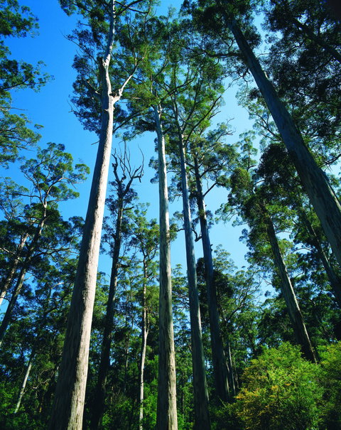 The Four Aces - Accommodation Bookings 0