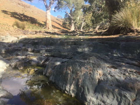 Three Creeks Station -Arkaroona Creek Walk - Accommodation Bookings 0