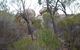 Tolmer Rocks - Mount Boothby Conservation Park - thumb 0