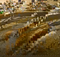 Wagga Wagga Livestock Marketing Centre - Accommodation Bookings