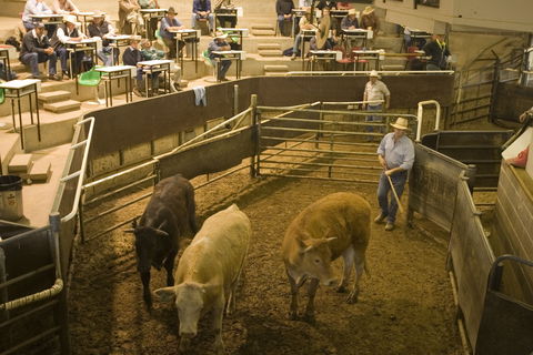 Wagga Wagga Livestock Marketing Centre - Accommodation Bookings 0