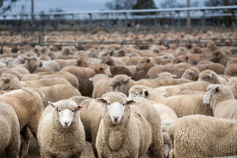 Wagga Wagga Livestock Marketing Centre - Accommodation Bookings 1