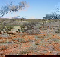 Winnecke Goldfield Cemetery - Accommodation Bookings