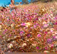 Wineries and Wildflowers - Accommodation Bookings