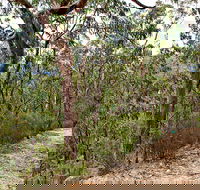 Yango Walking Track - Accommodation Bookings
