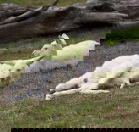 Yarra Valley Nocturnal Zoo - Accommodation Bookings