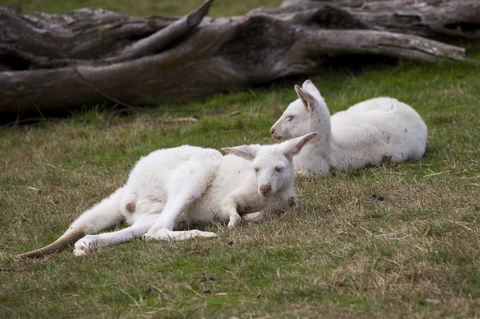 Yarra Valley Nocturnal Zoo - Accommodation Bookings 0