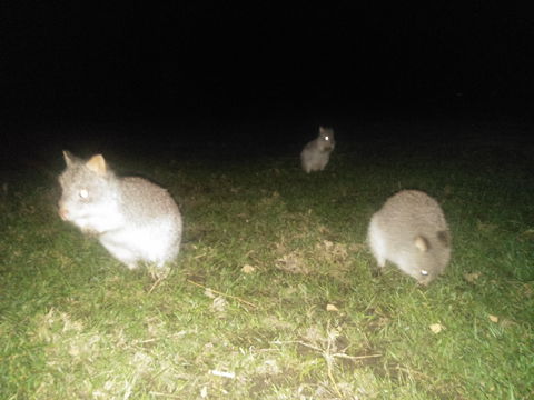 Yarra Valley Nocturnal Zoo - Accommodation Bookings 2
