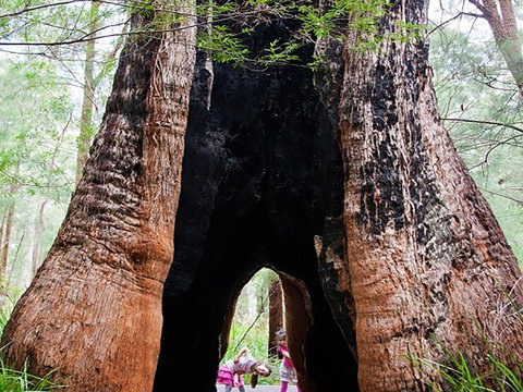 Ancient Empire Walk, Valley Of The Giants - Accommodation Bookings 0