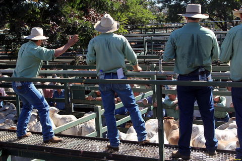Blackall Saleyards - Accommodation Bookings 2
