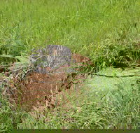 Brocks Creek Chinatown and Temple Site - Accommodation Bookings