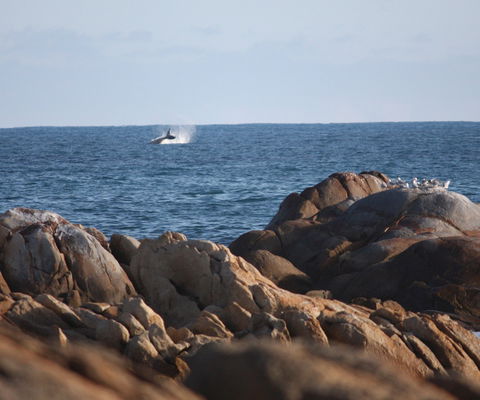 Cape Conran Coastal Park - Accommodation Bookings 1