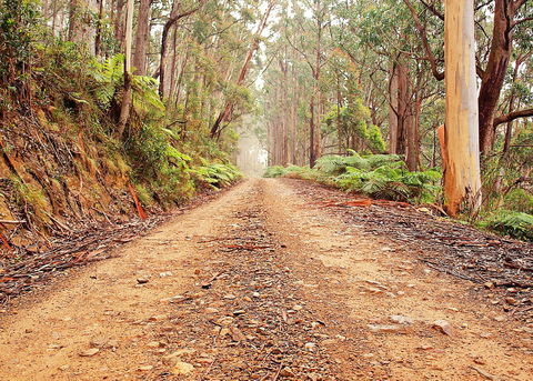 Cycle Mogo State Forest - Accommodation Bookings 1