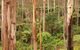 Cycle Mogo State Forest - thumb 2