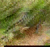 Grass Tree Circuit - Accommodation Bookings