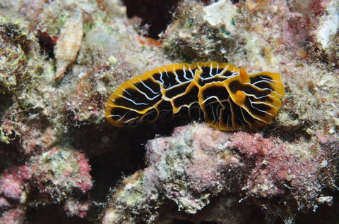 Jorgey's Patch Dive Site - Accommodation Bookings 1