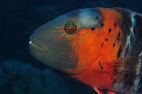 Jorgey's Patch Dive Site - Accommodation Bookings 2