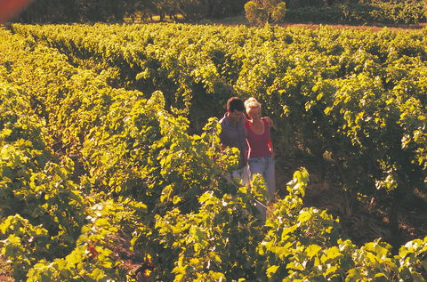 Margaret River Certified Organic And Biodynamic Wine Trail - Accommodation Bookings 2