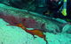 Merimbula Divers Lodge - thumb 2