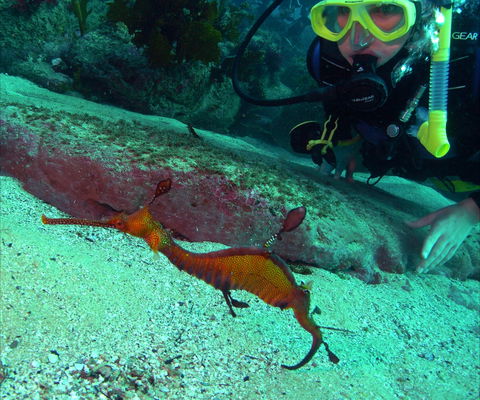 Merimbula Divers Lodge - Accommodation Bookings 2