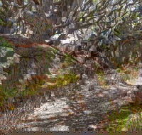 Middle Lagoon Walking Track - Accommodation Bookings