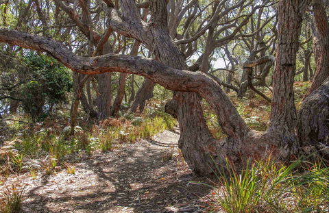 Middle Lagoon Walking Track - Accommodation Bookings 0