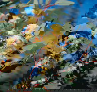 Norseman - Accommodation Bookings