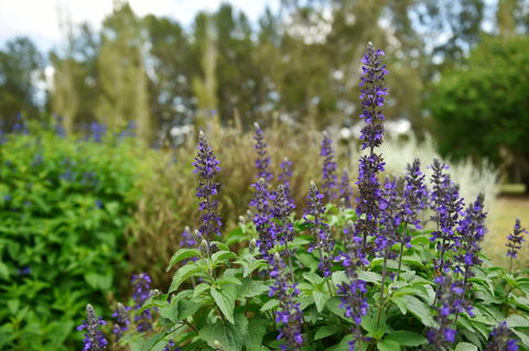 Picton Botanic Gardens - Accommodation Bookings 1