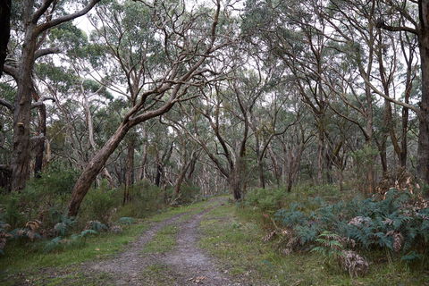 Pink Line And Loop Trail - Mountain Biking - Accommodation Bookings 0