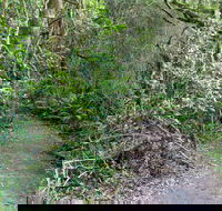 Rainforest Walking Track Roberston Nature Reserve - Accommodation Bookings