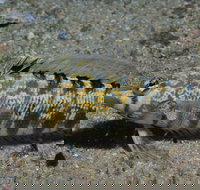 Shelving Beach Dive Site - Accommodation Bookings