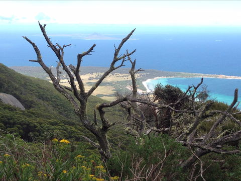 Strzelecki Peaks Great Short Walk - Accommodation Bookings 0