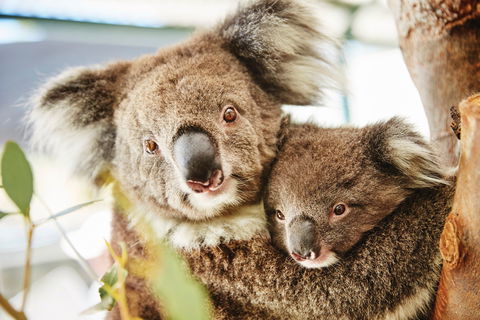 Swan Valley Kids In The Valley Trail - Accommodation Bookings 1