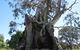 The Herbig Family Tree - thumb 0