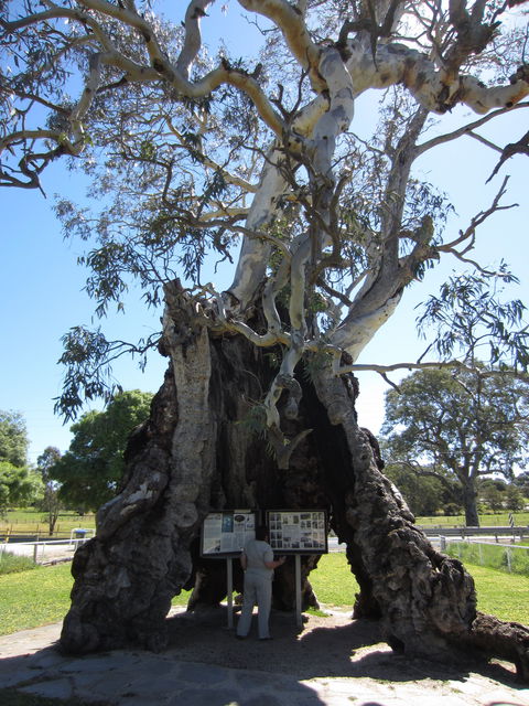 The Herbig Family Tree - Accommodation Bookings 0