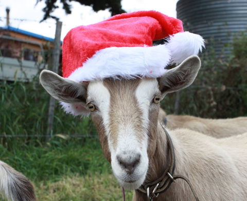 Bream Creek Farmers Market - Accommodation Bookings 0