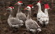 Bream Creek Farmers Market - thumb 1