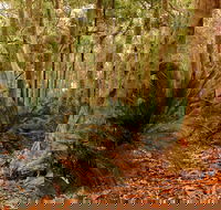 Burrawang Walking Track - Accommodation Bookings