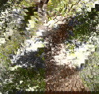 Coachwood Loop Track - Accommodation Bookings