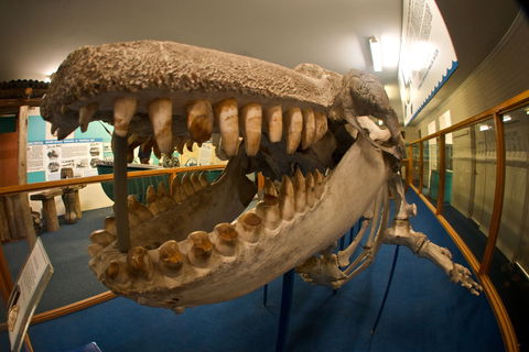 Eden Killer Whale Museum - Accommodation Bookings 0