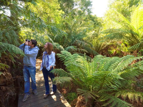 Endeavour Fern Gully Walks - Accommodation Bookings 0