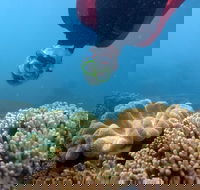 Geoffrey Bay Snorkel Trail - Accommodation Bookings