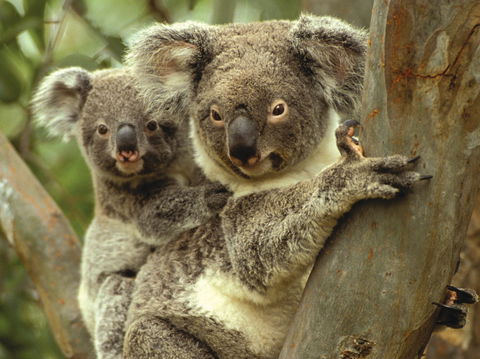 Koalas In Gunnedah - Accommodation Bookings 0