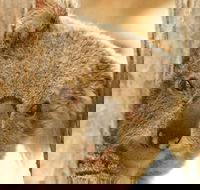 Koala Reserve - Accommodation Bookings