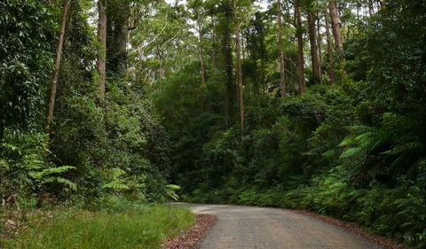 Moonpar Forest Drive - Cascade National Park - Accommodation Bookings 0