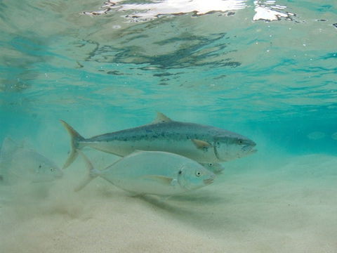 Ned's Beach - Accommodation Bookings 2